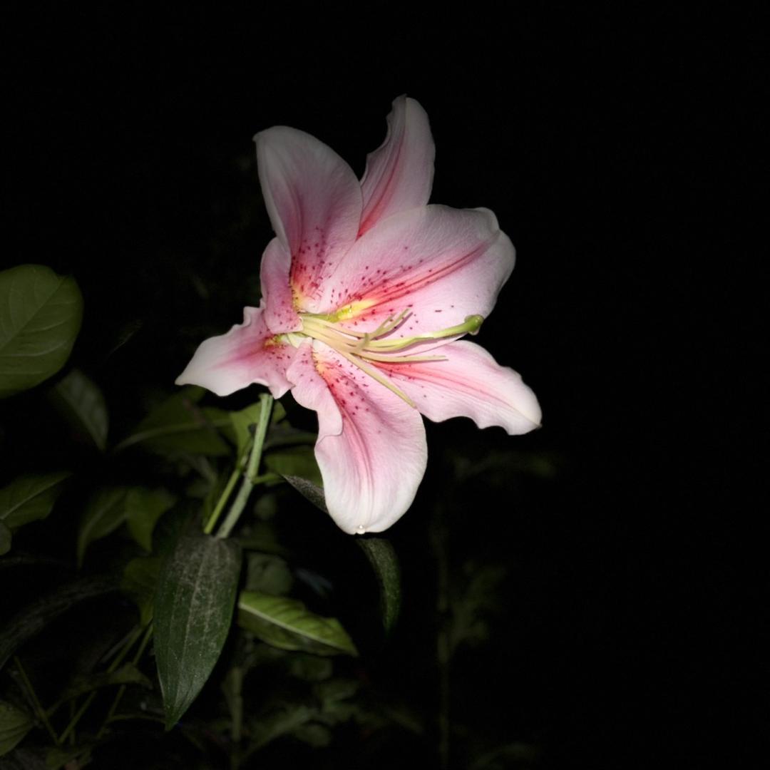 秋雨