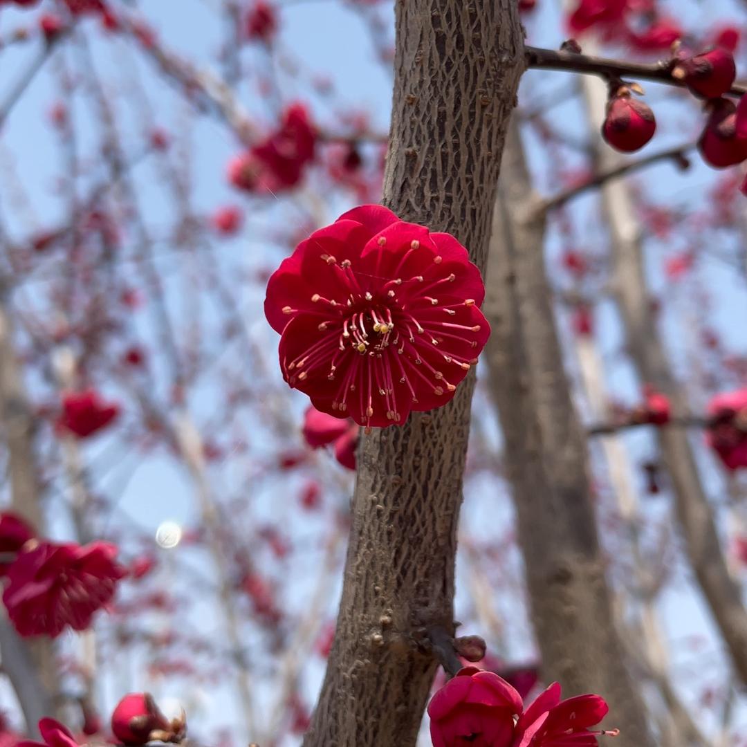 漫花盆景园