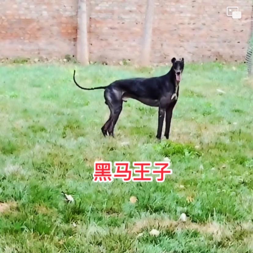 龙浩犬舍
