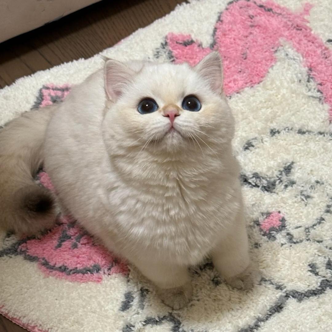 丁宝