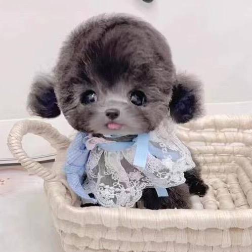 磊优宠物小屋