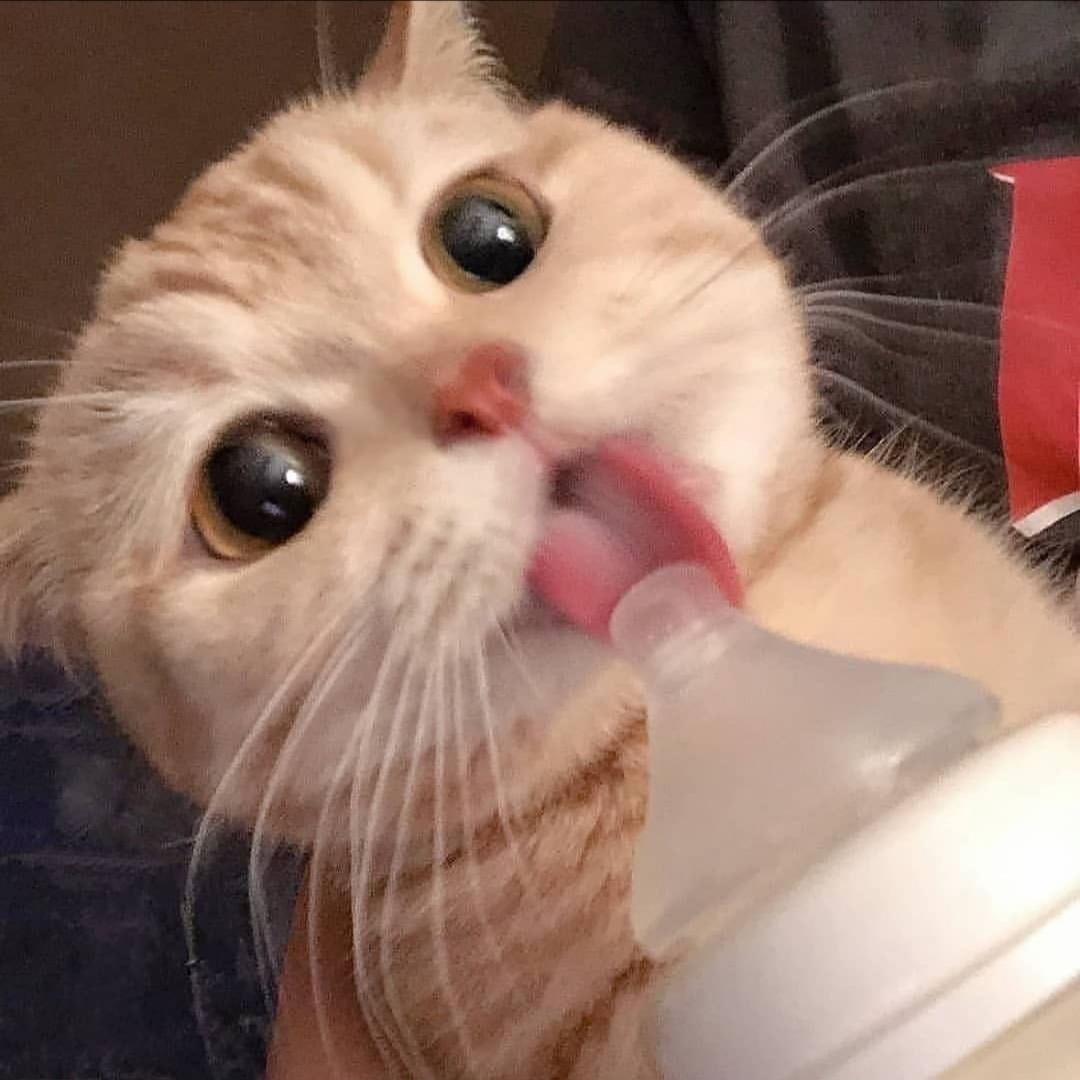 萌宠牧歌宠物工作室