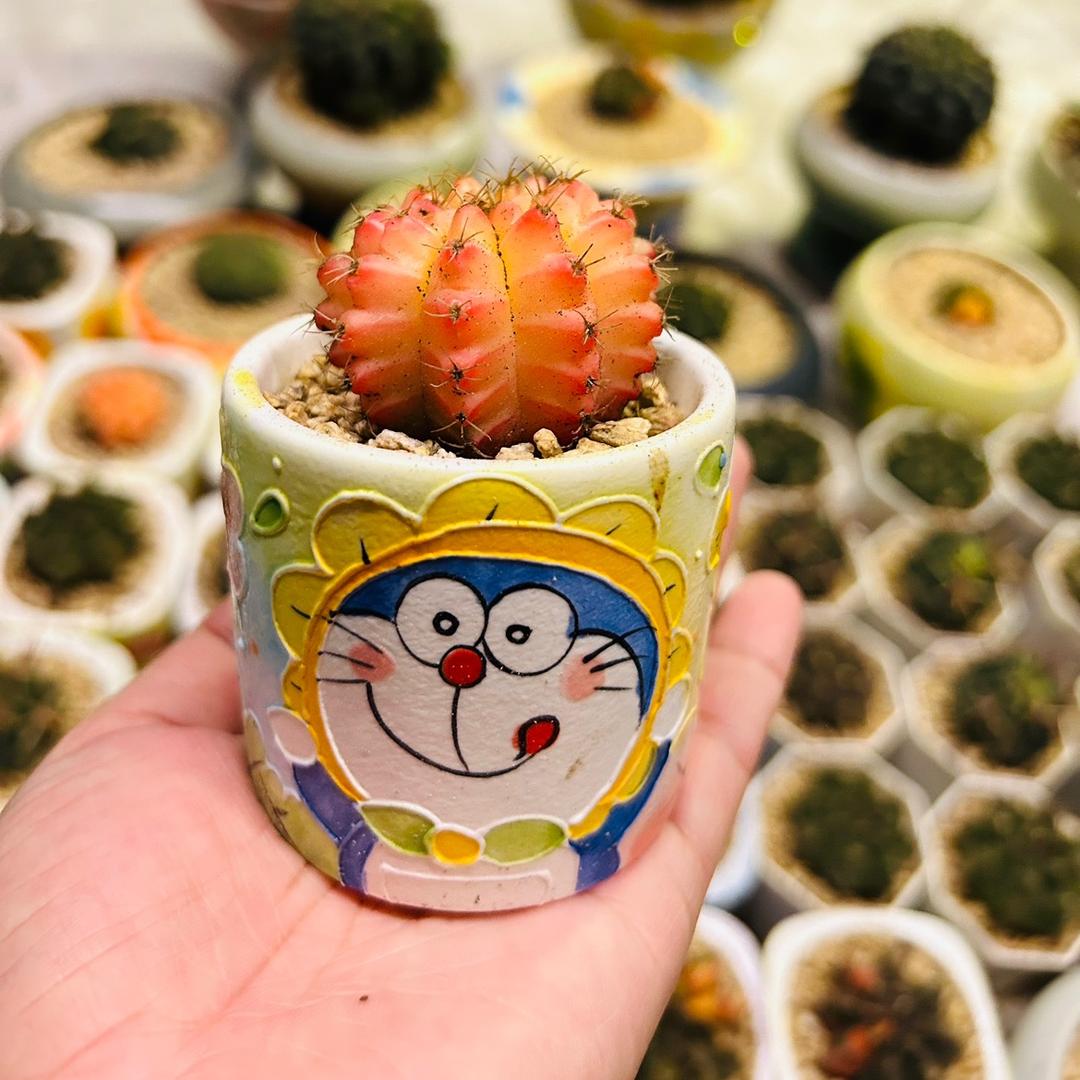 Elma的多肉种草车🈺