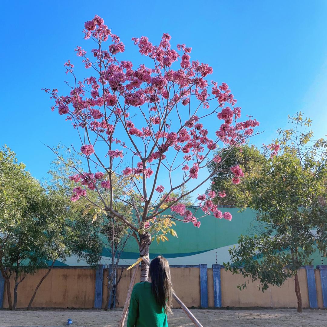很菜