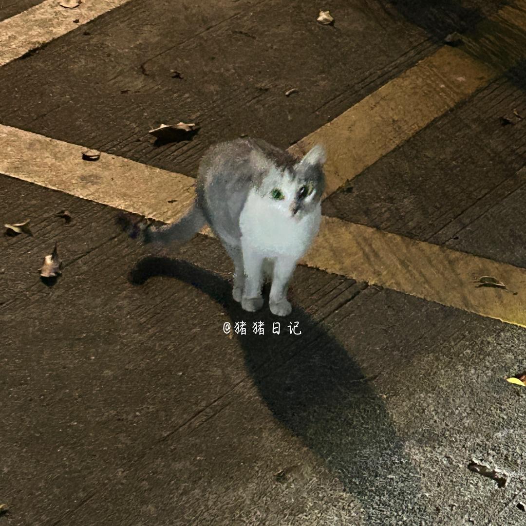 猪猪日记💭