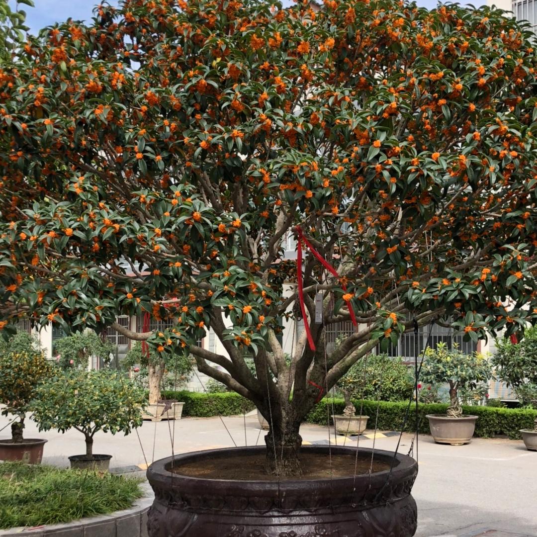 小花匠园艺花木基地