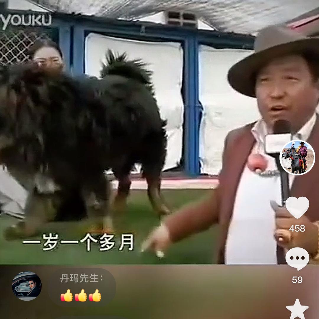 玉树爸爸比不了