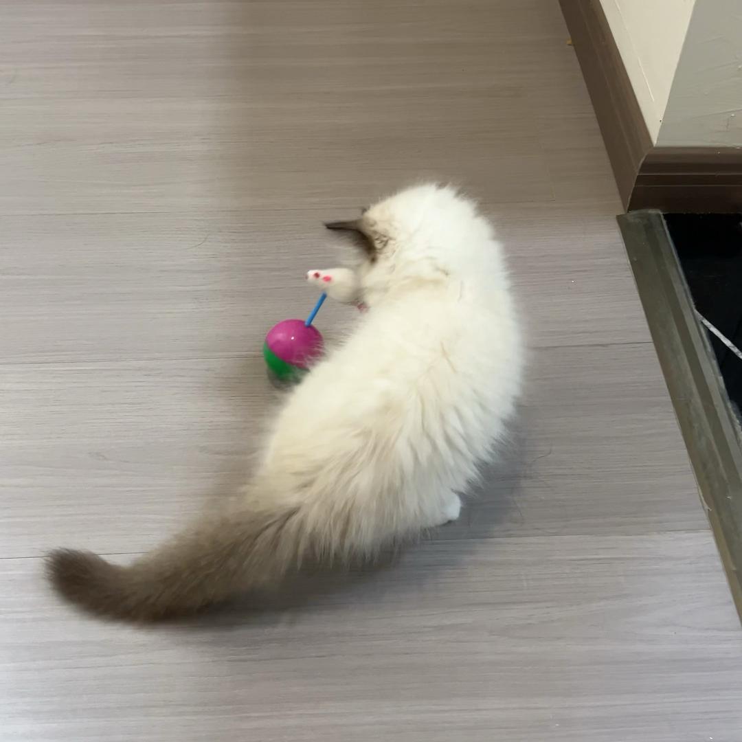 果果爸爸