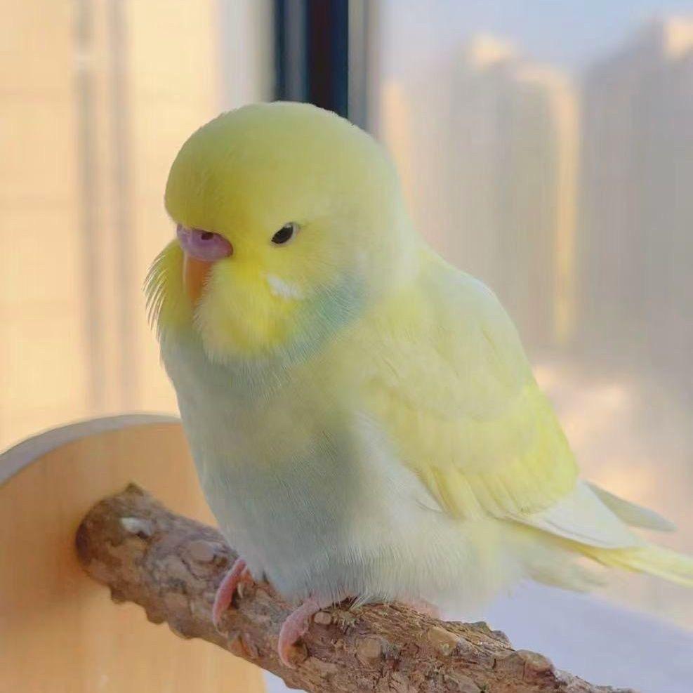 董小姐的鹦鹉生态园