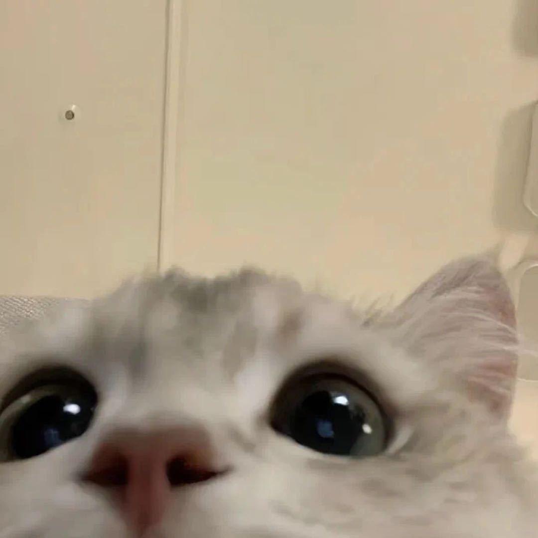 蠢猪是你