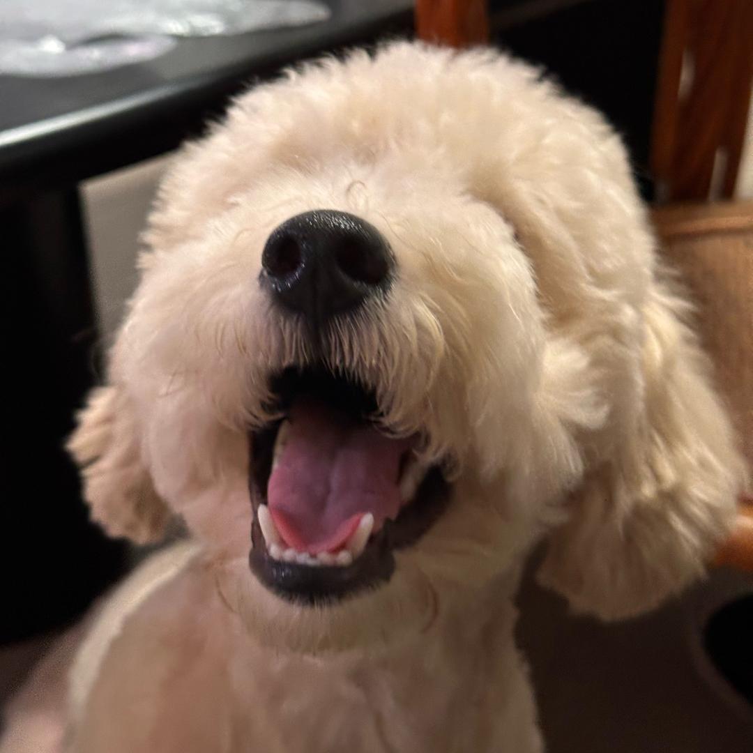 小鱼