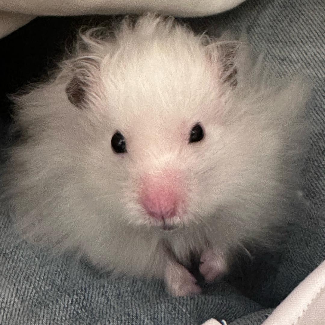 屁boss（看过张艺兴鹿晗版）