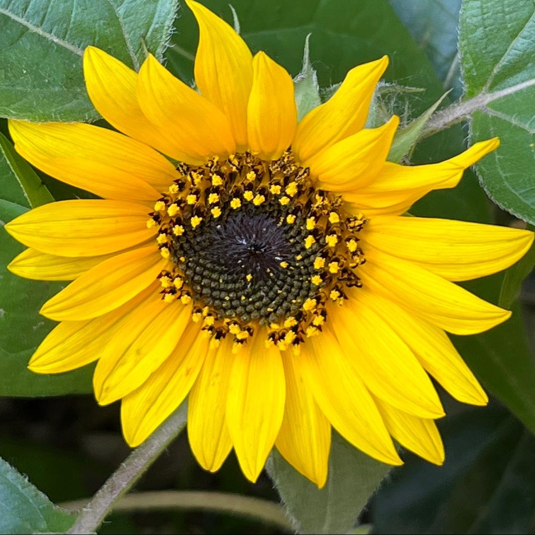 芳子林子