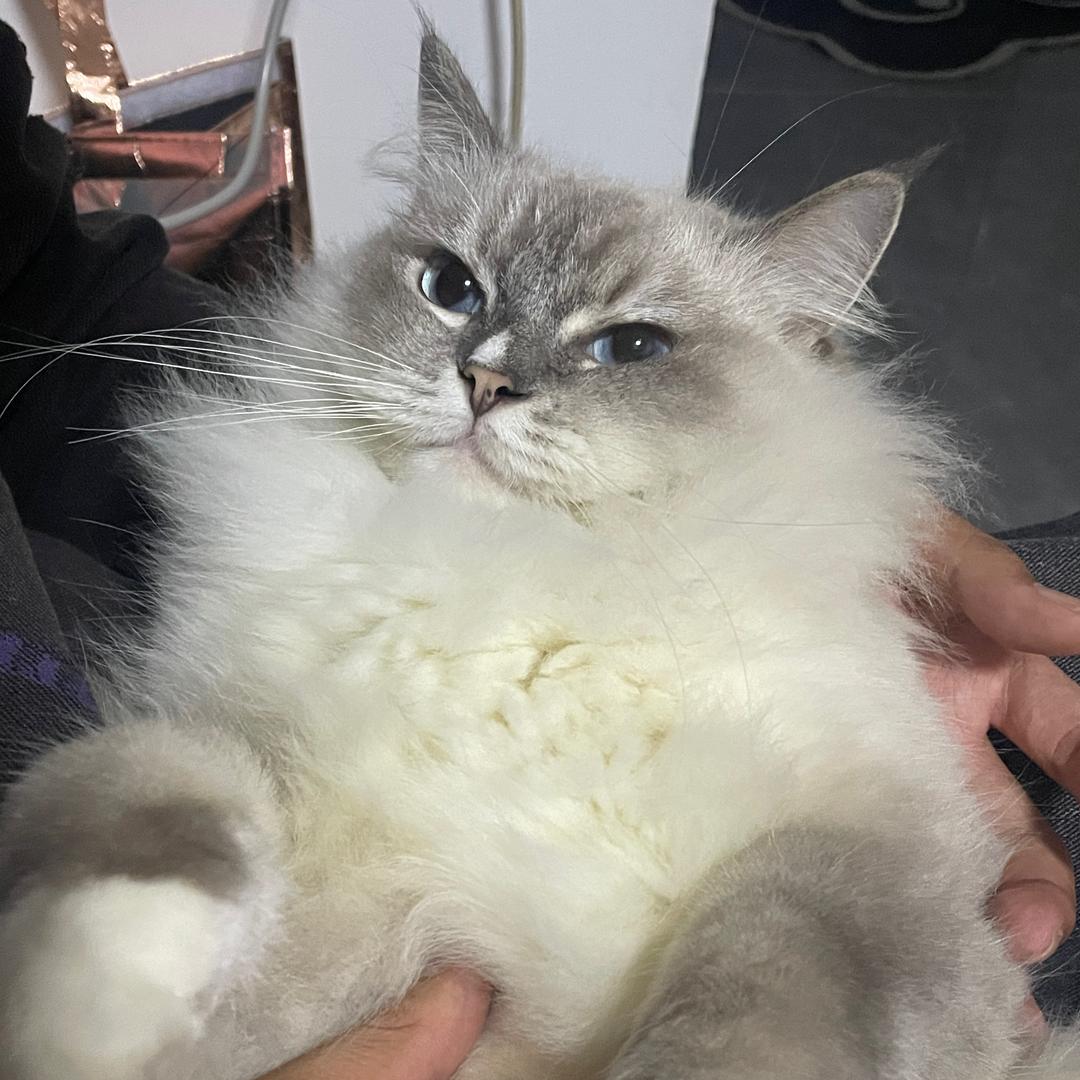 大艺大意了