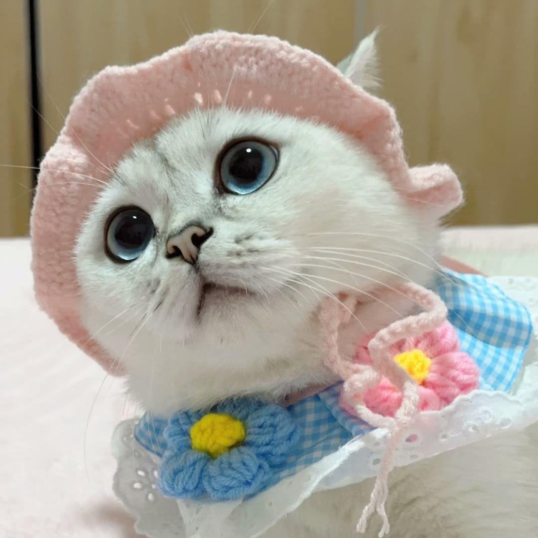 是timi 二姐吖
