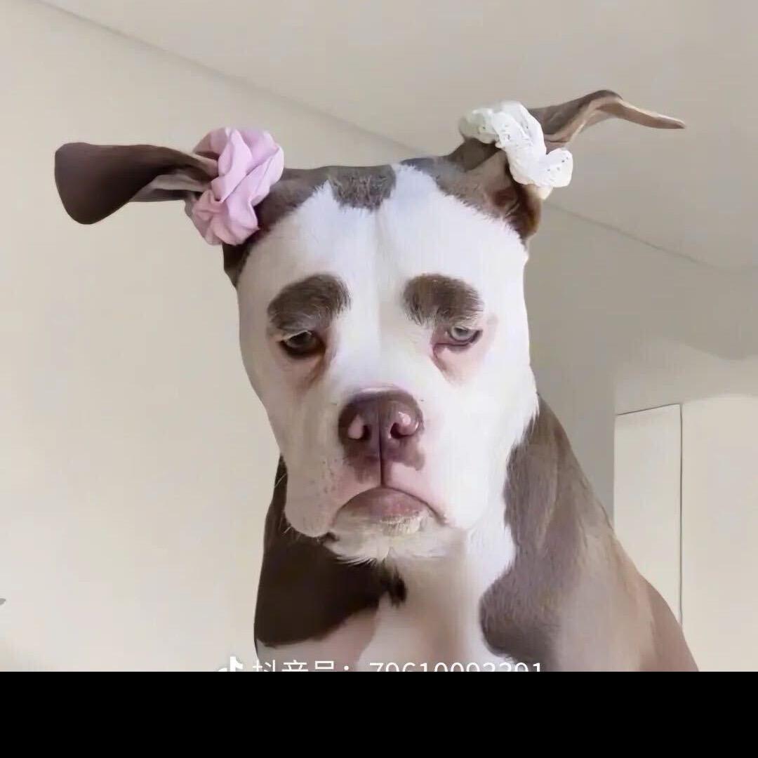 ㅤ🐡
