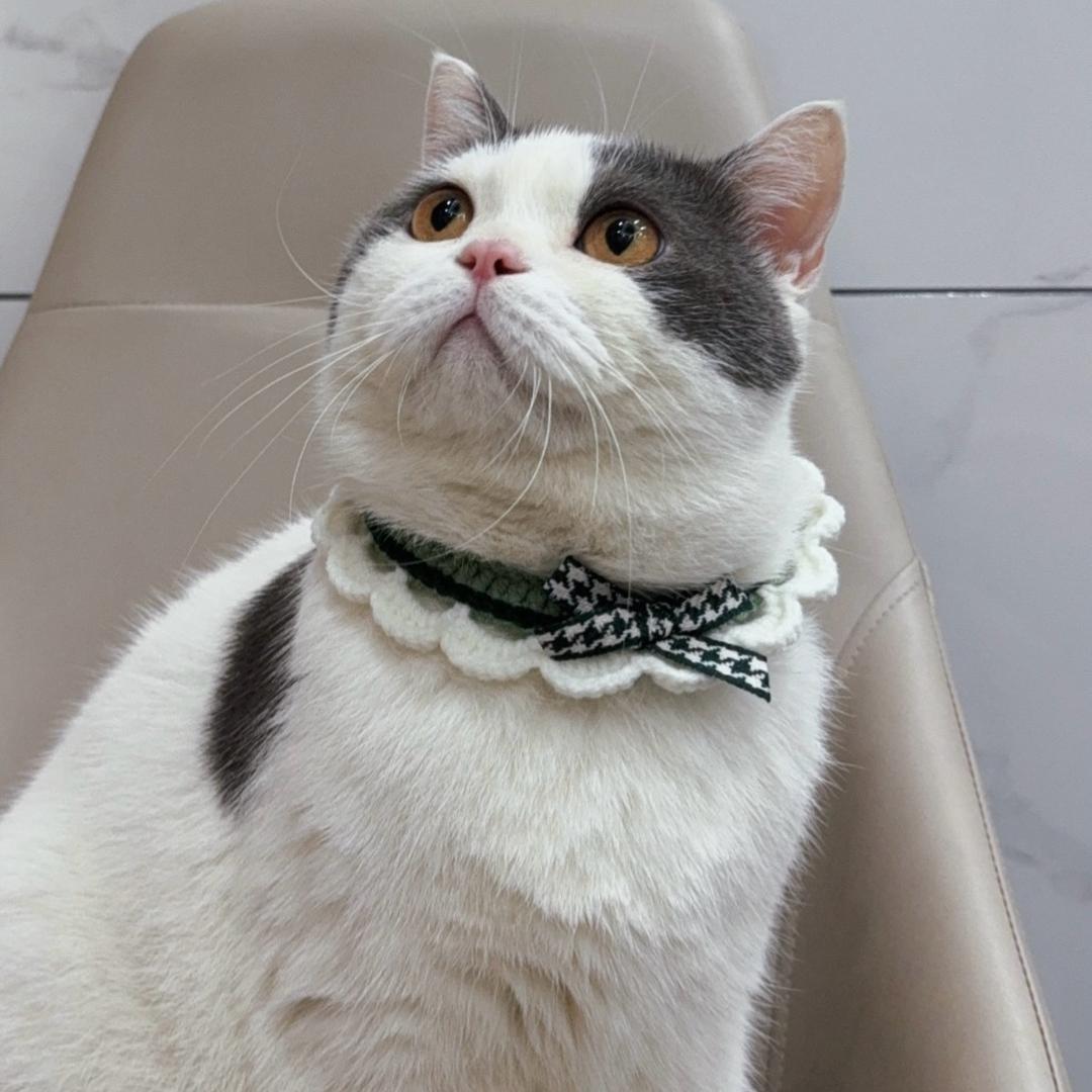 有只猫叫大壮