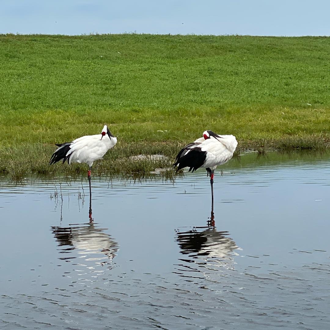共建（营口）健康养老有限公司