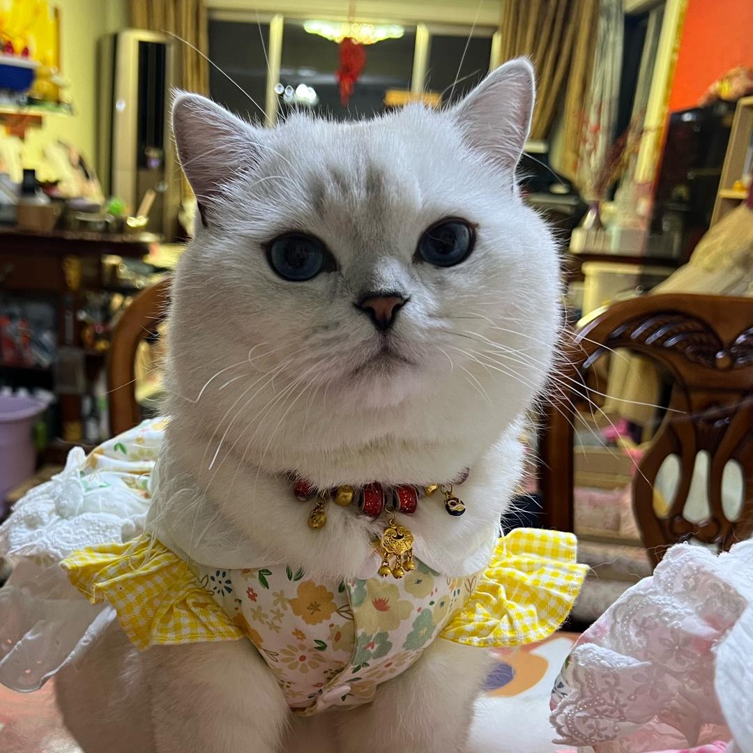 苏苏娜娜是喵宝！