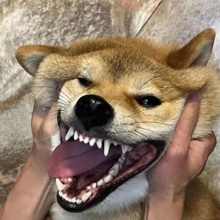 🐻🐶