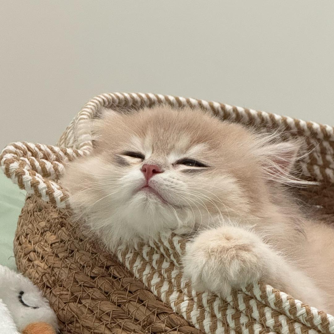 蛋黄是只猫