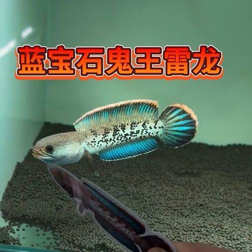 涛哥雷龙鱼水族馆