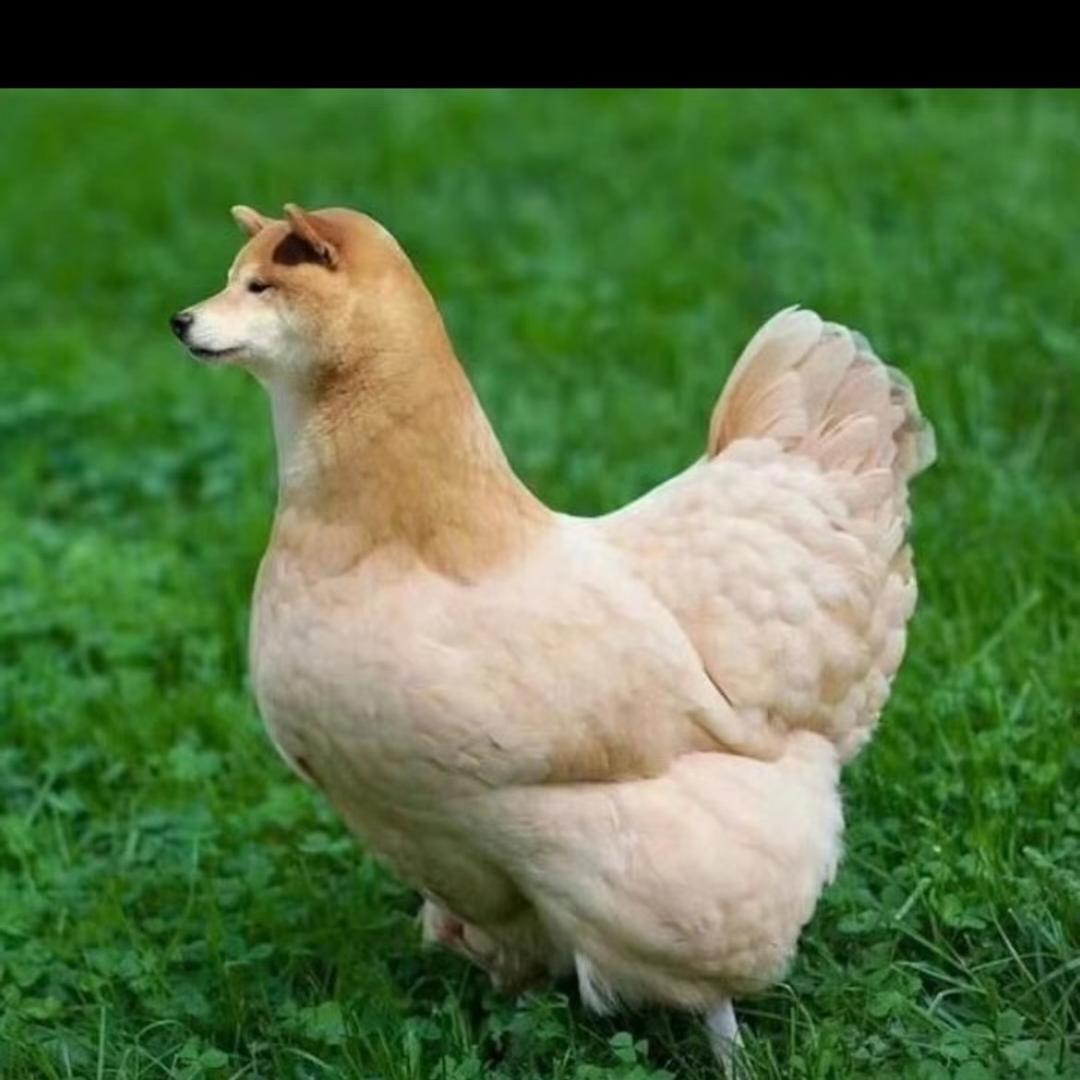 鸡爪子炒鸡蛋