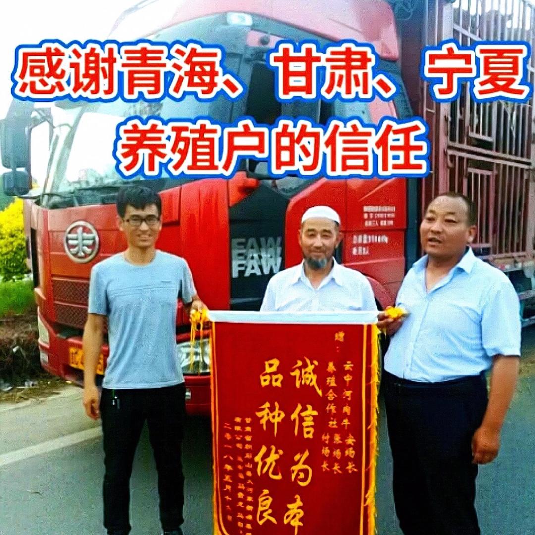 高效养牛小安