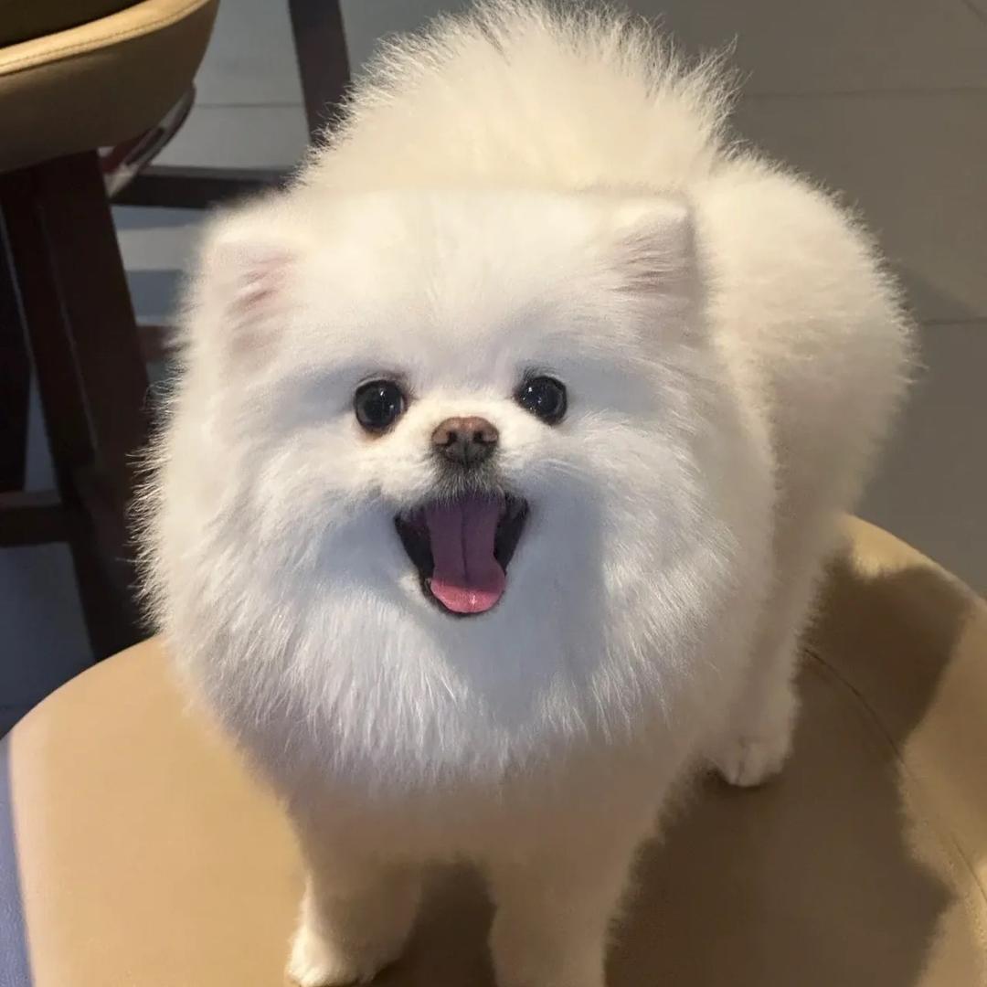 小熊吉士堡
