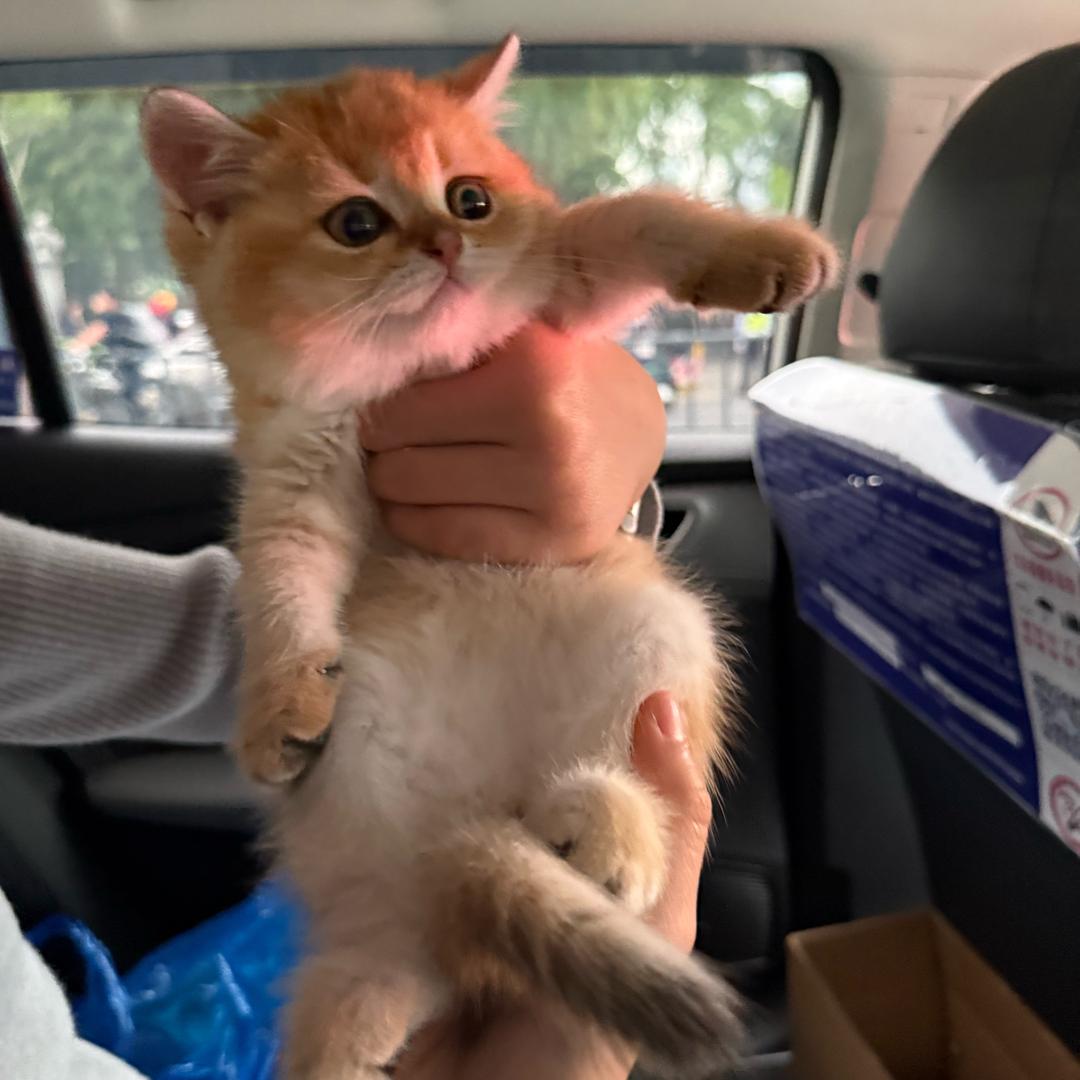 恍恍🐱