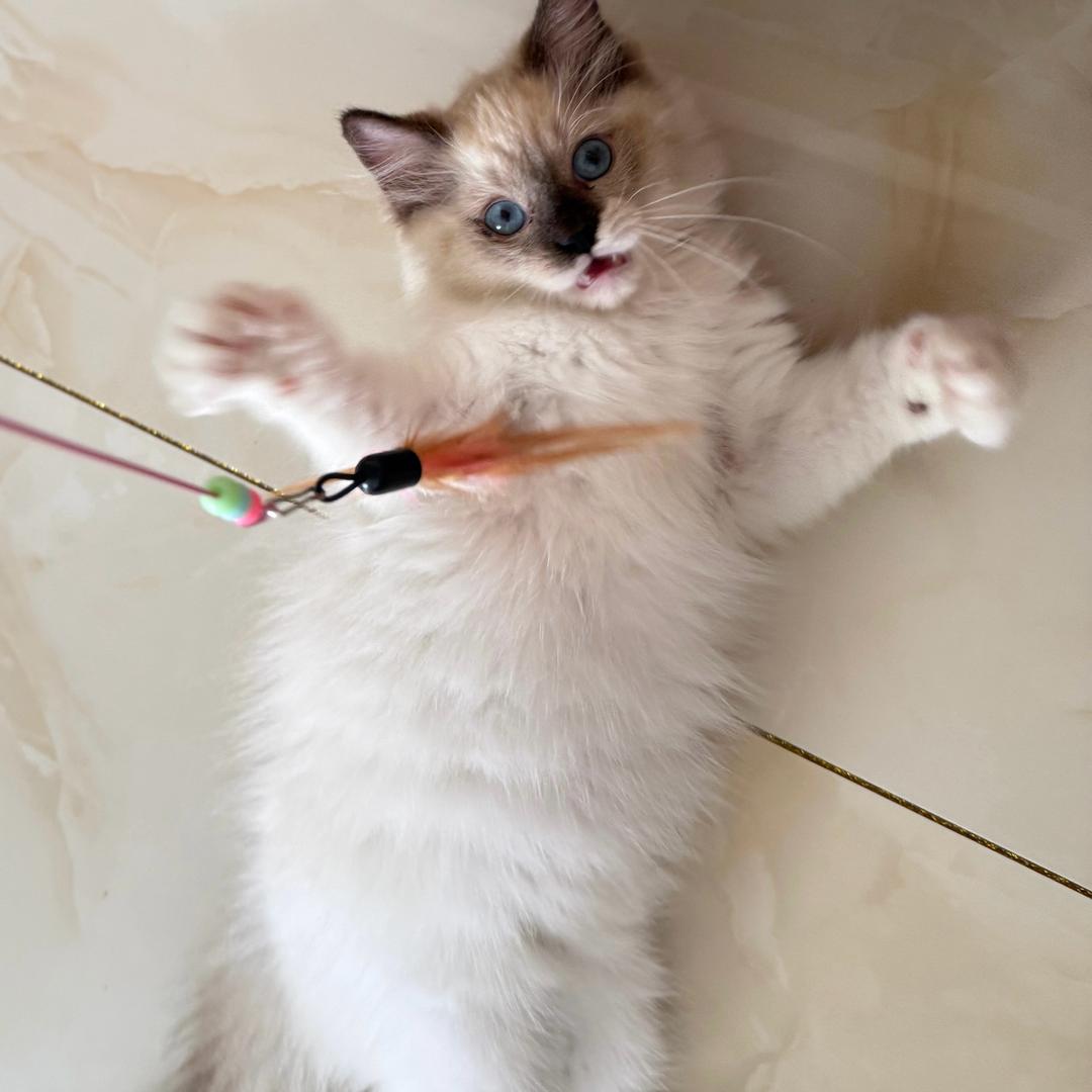 曲奇奥利奥是喵