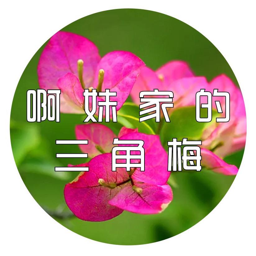 阿妹家的三角梅