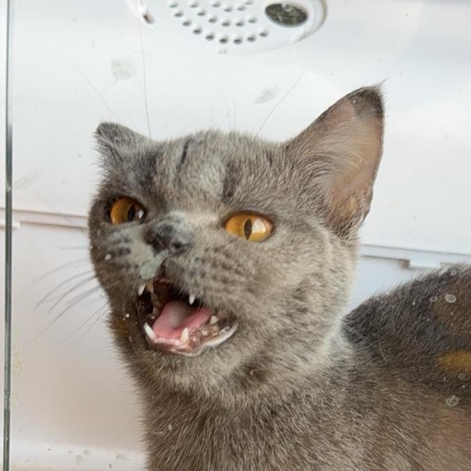 果冻是只猫
