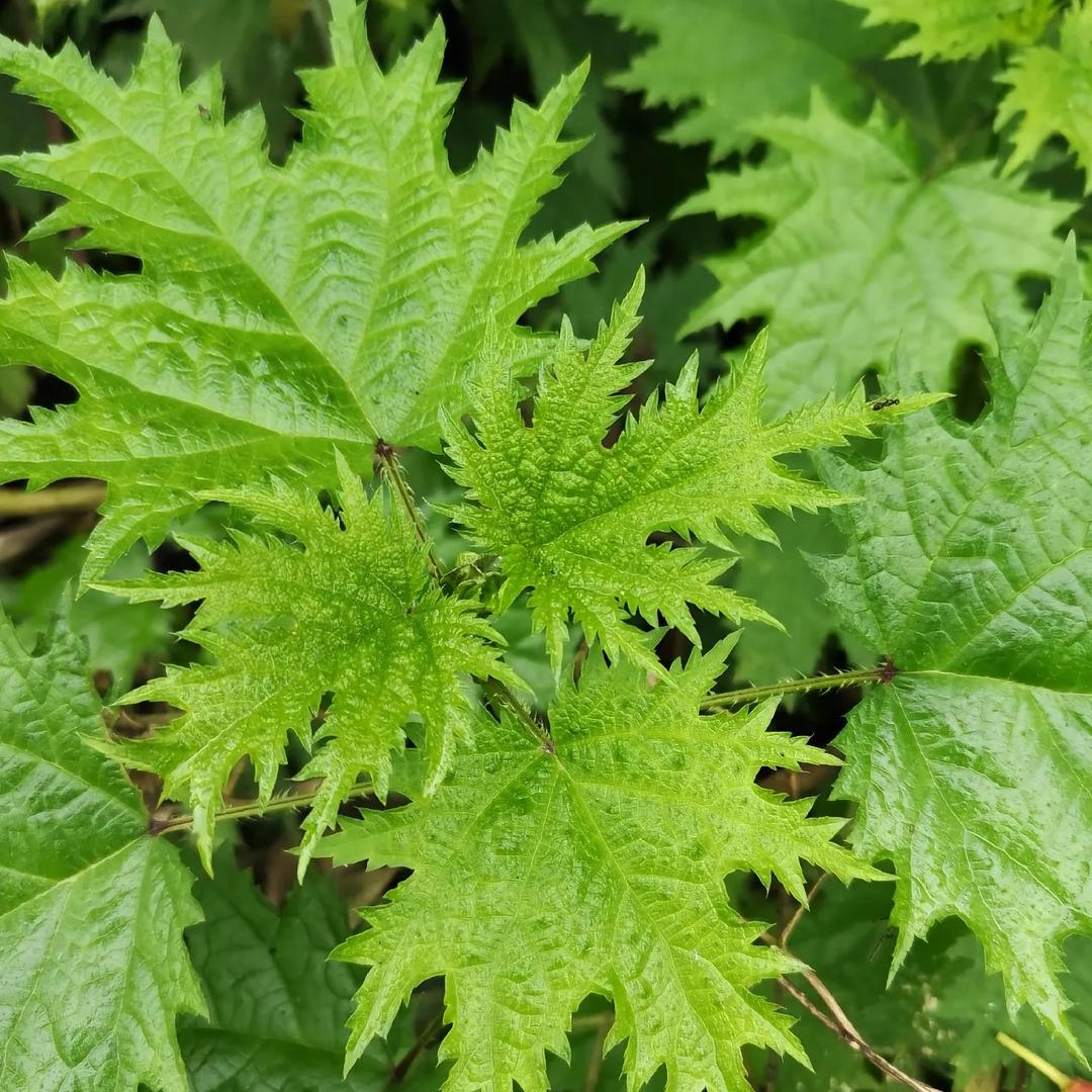 盛祥百货经营部