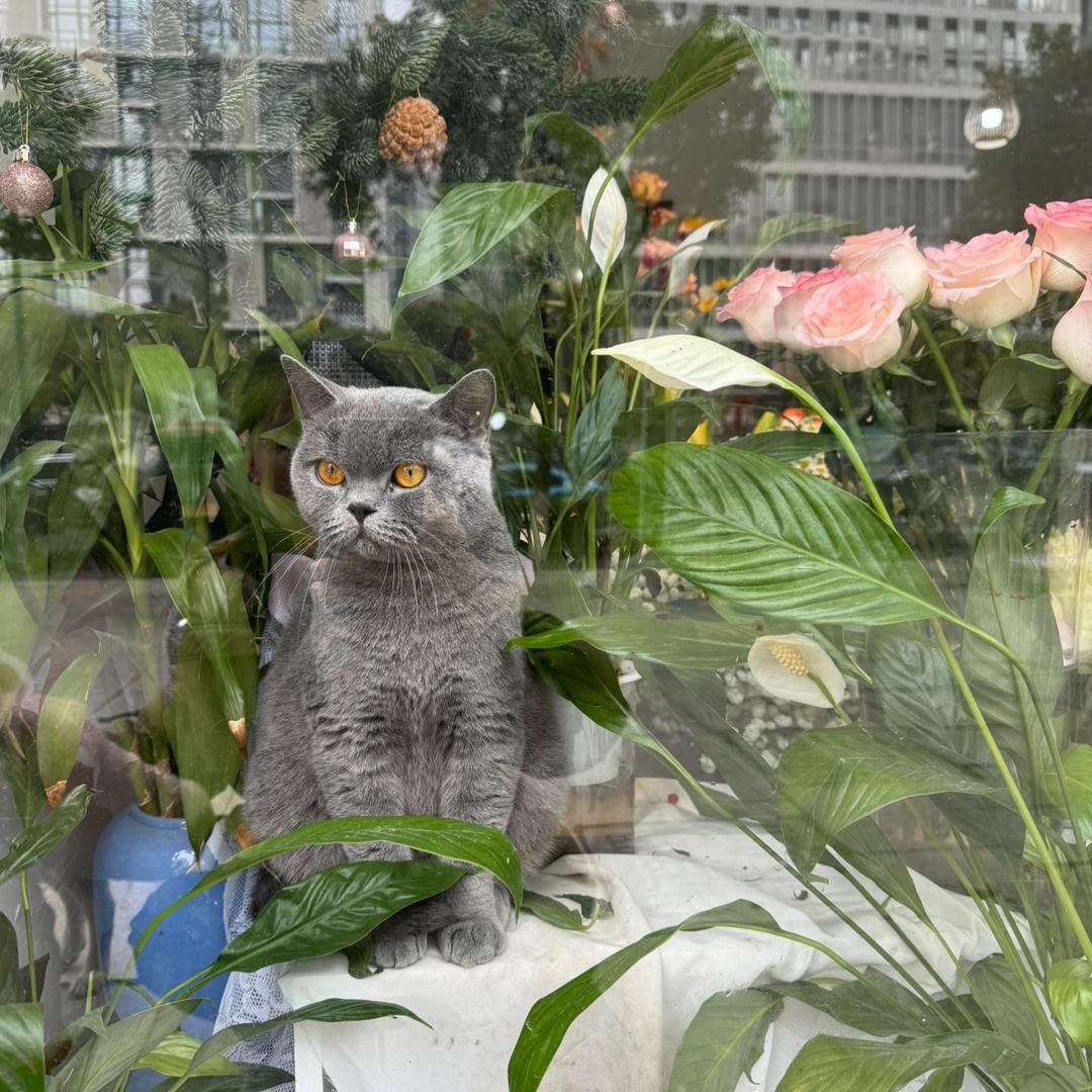 电影小贩