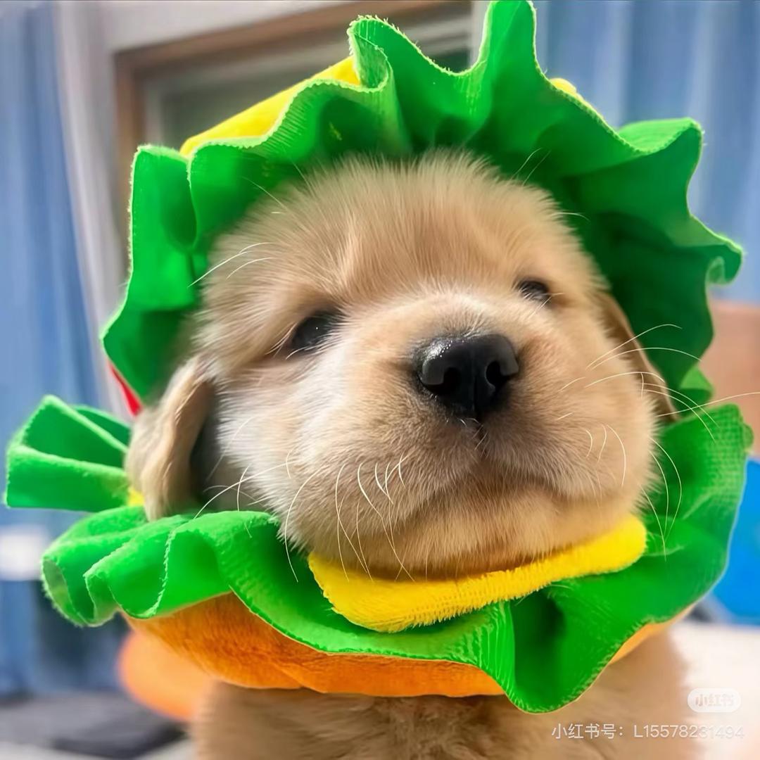 Yin.🌸（抽象版）