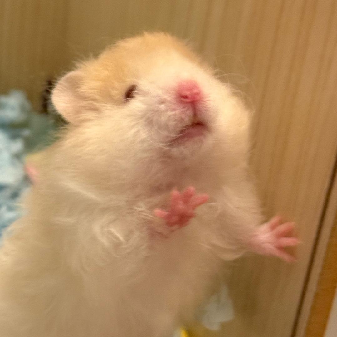 腮囊鼓鼓仓鼠铺