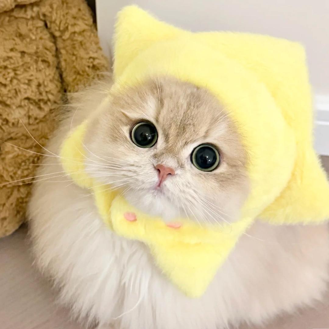 旺旺的成长日记