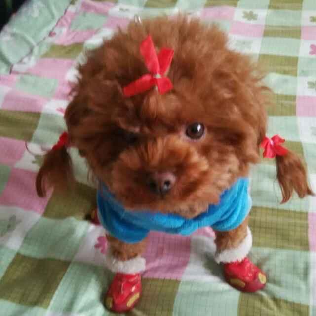 权哥和流浪狗的乌托邦