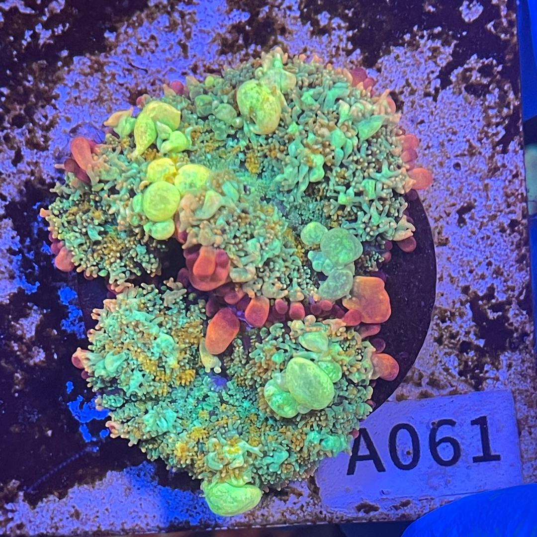 小鱼海洋珊瑚