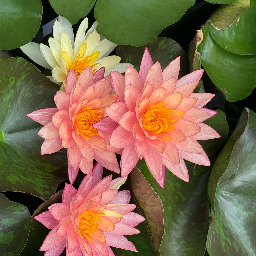 龙门烤局