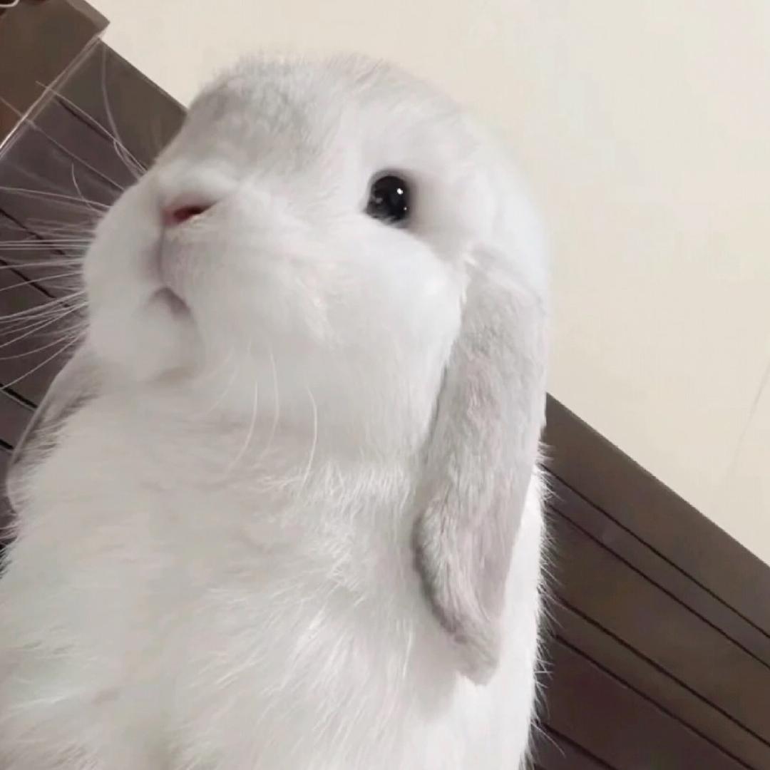 布偶