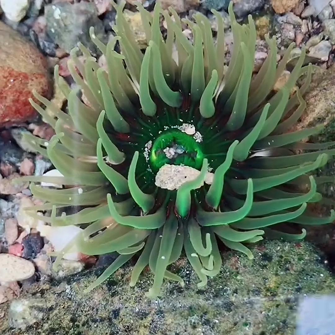 海葵