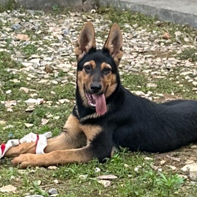 昆明犬、来财