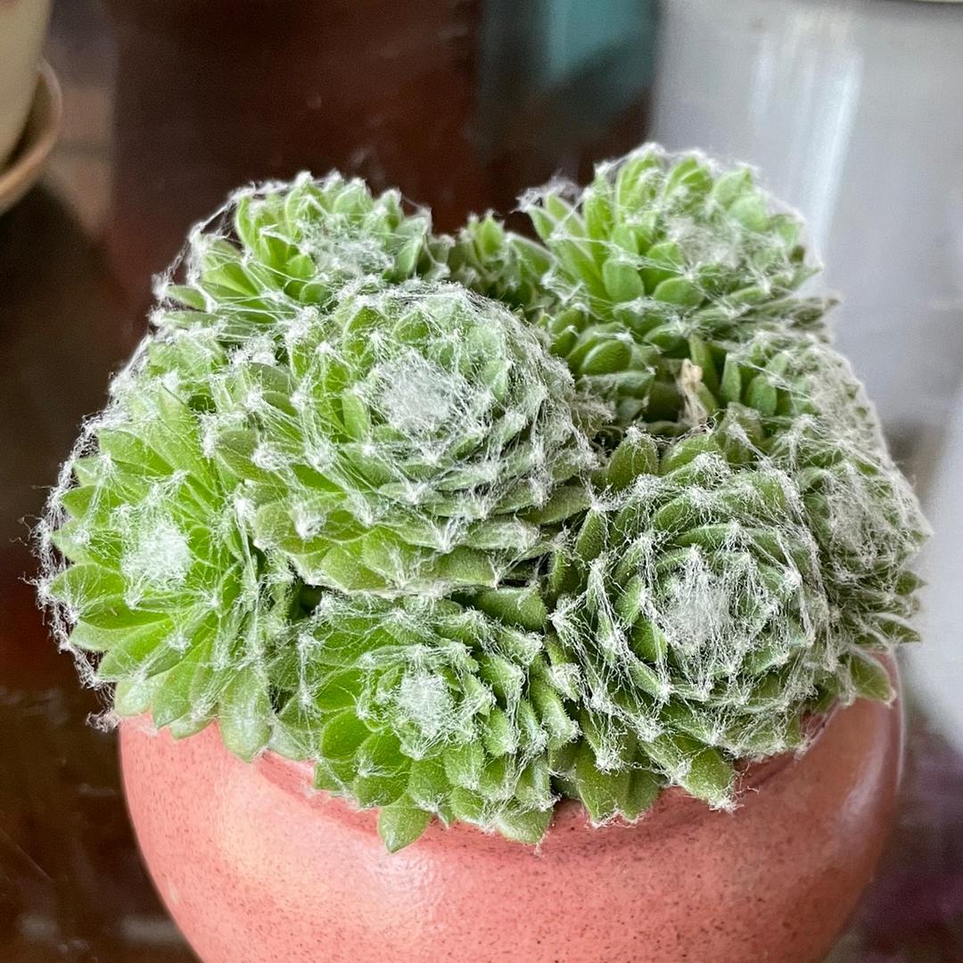 爱生活爱养花🌹