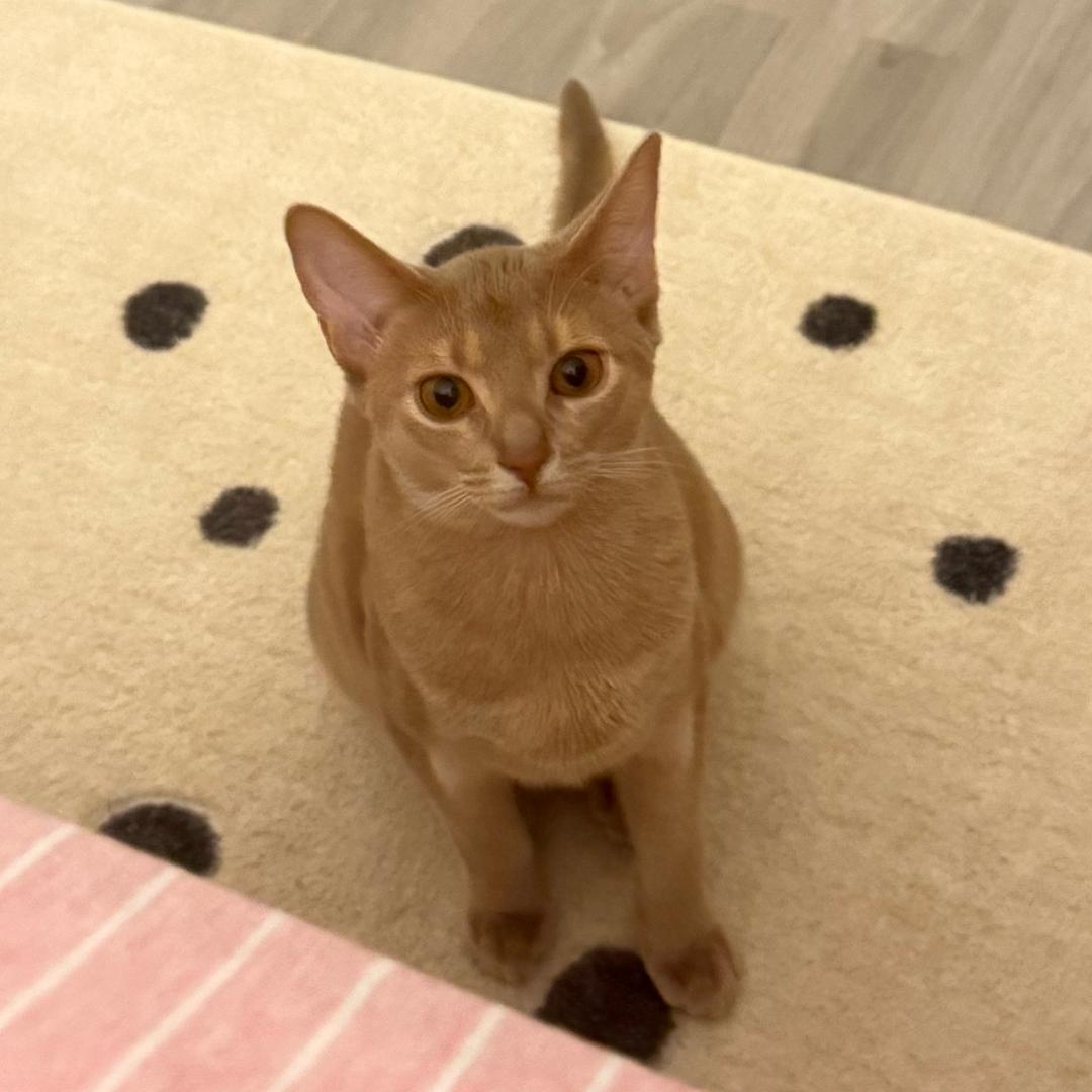 🐟🌧️ 食排饼奶奶