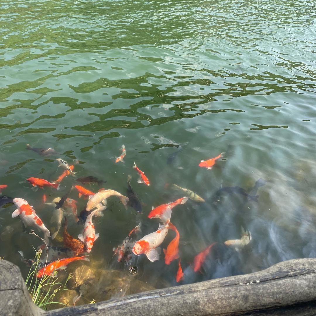 柿柿🍅如意🍎