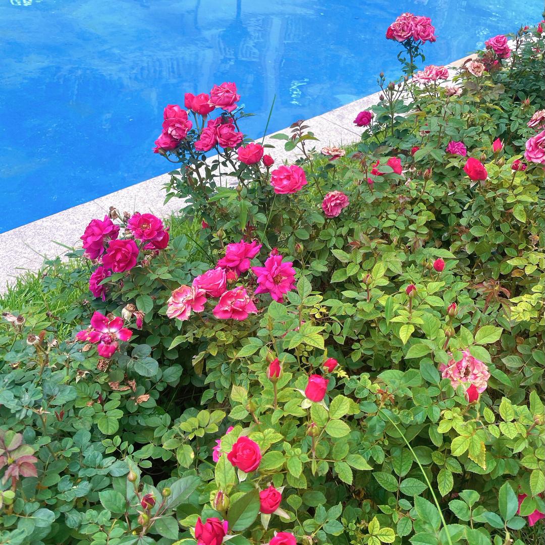 糖橙家（羊毛衫）