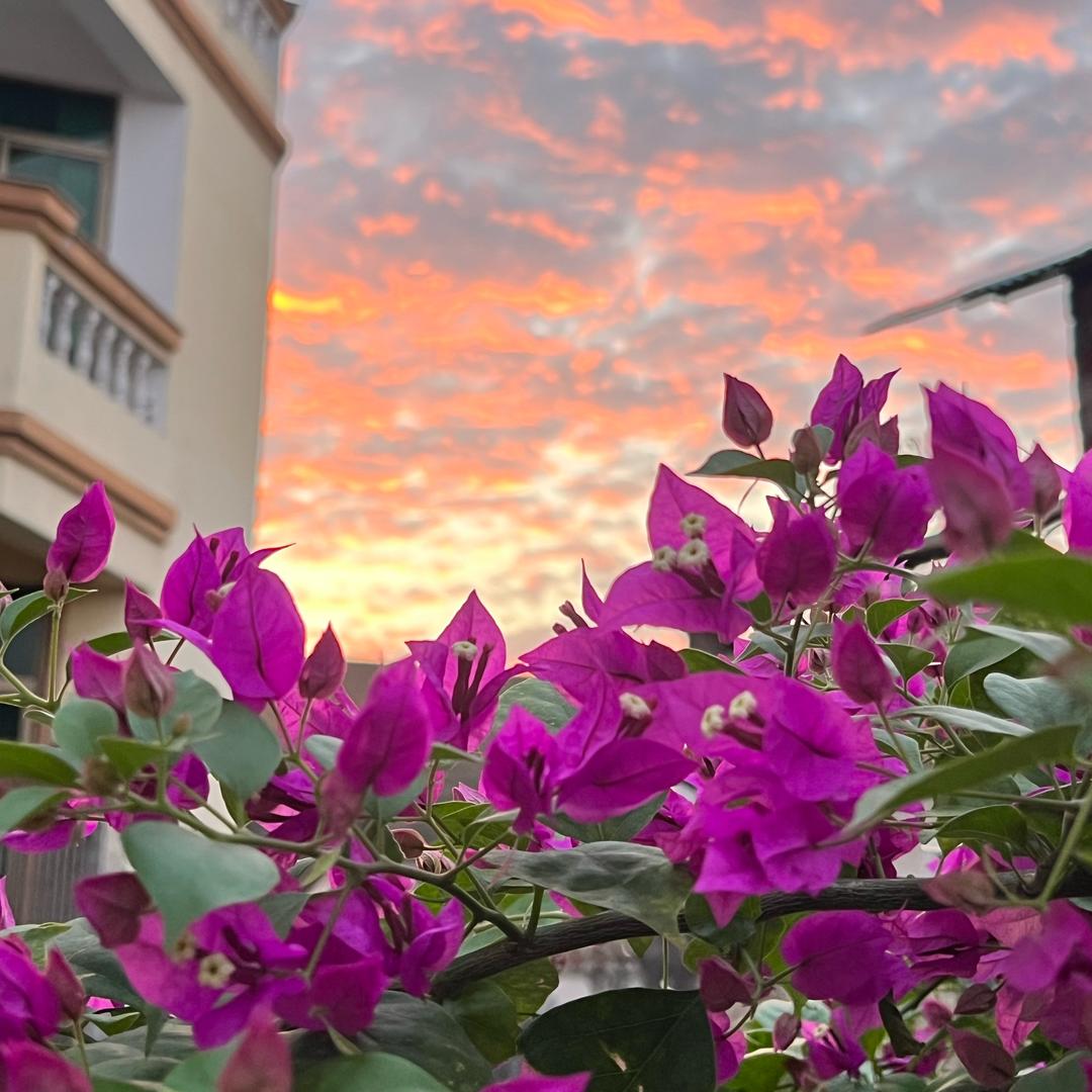 哈基米南北绿豆🟢