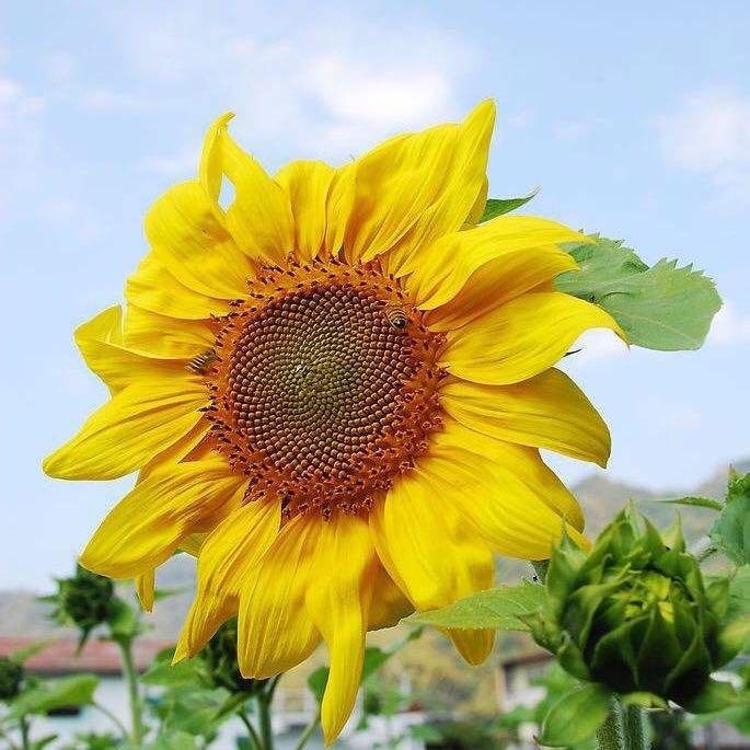 萧萧